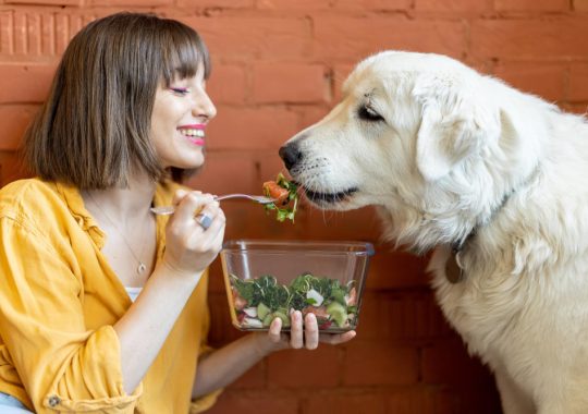 Nutriția canină: Ghid complet în funcție de vârstă